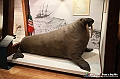 VBS_0926 - Riapre il Museo di Scienze Naturali dopo dieci anni di chiusura